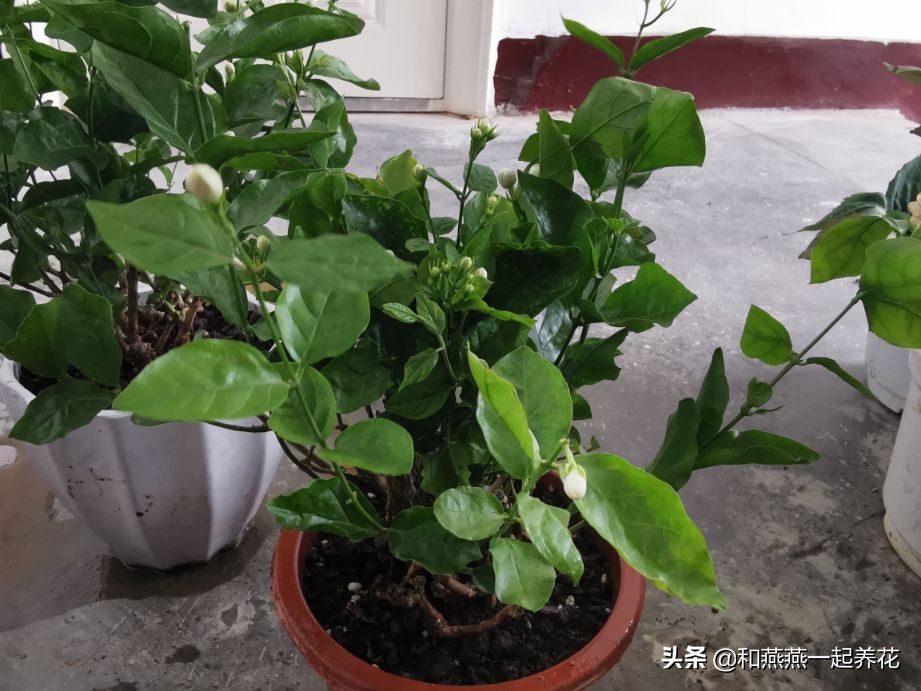 燕燕带你一步一步揭秘为什么花市买的茉莉花不换盆养不活