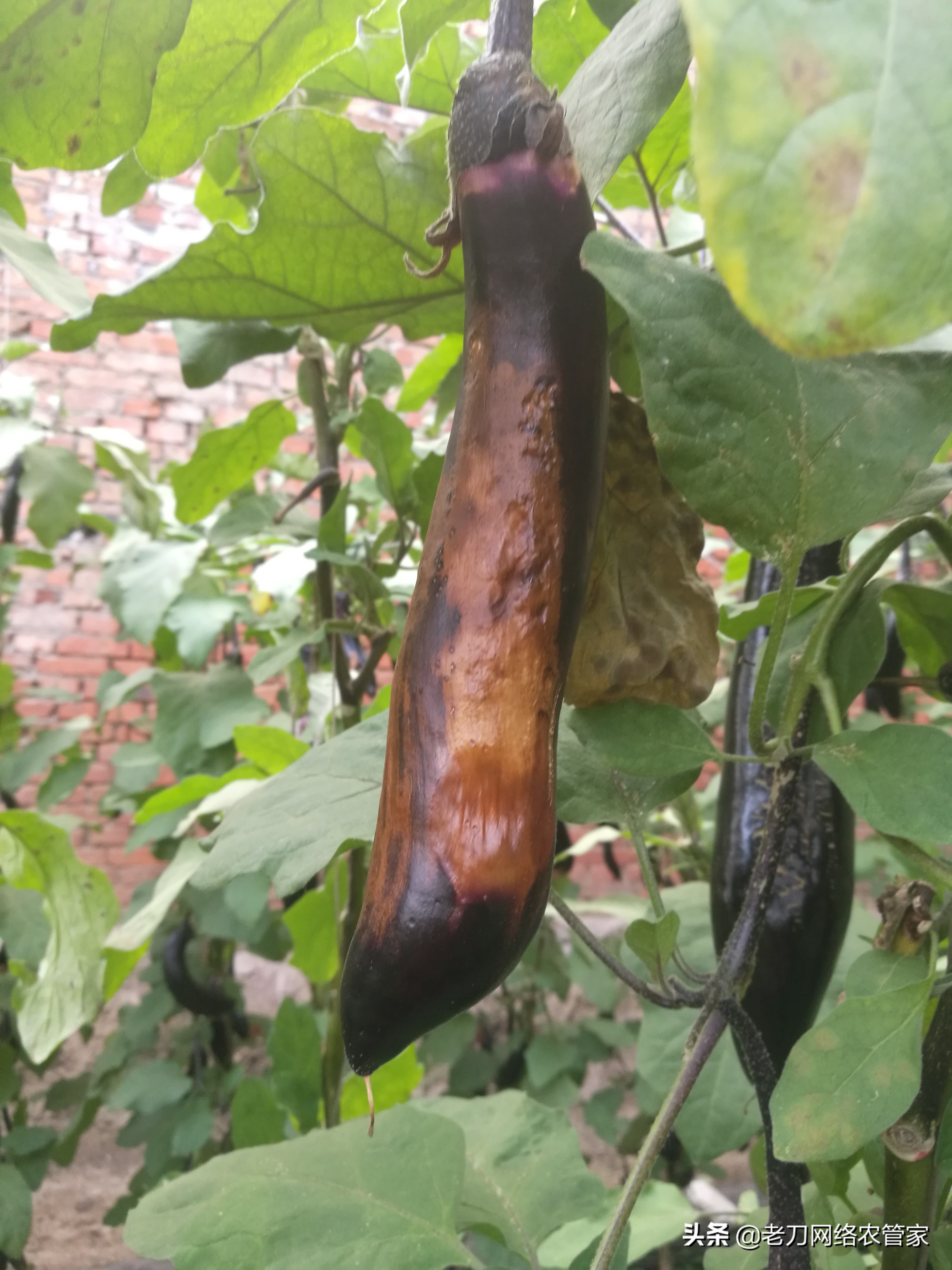 茄子长大后变黄了是什么原因,茄子烂茎还很臭怎么回事