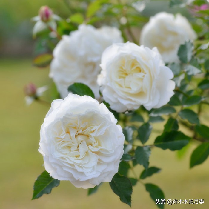 新手月季种植手册,牢记这6点,不死苗、开花多。新手收藏备用