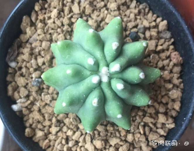 不管什么多肉都适合叶插吗,不管什么多肉都可以变老桩吗