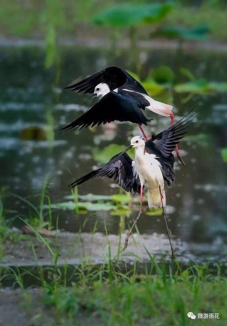 南京三桥湿地生态公园,南京三桥湿地公园