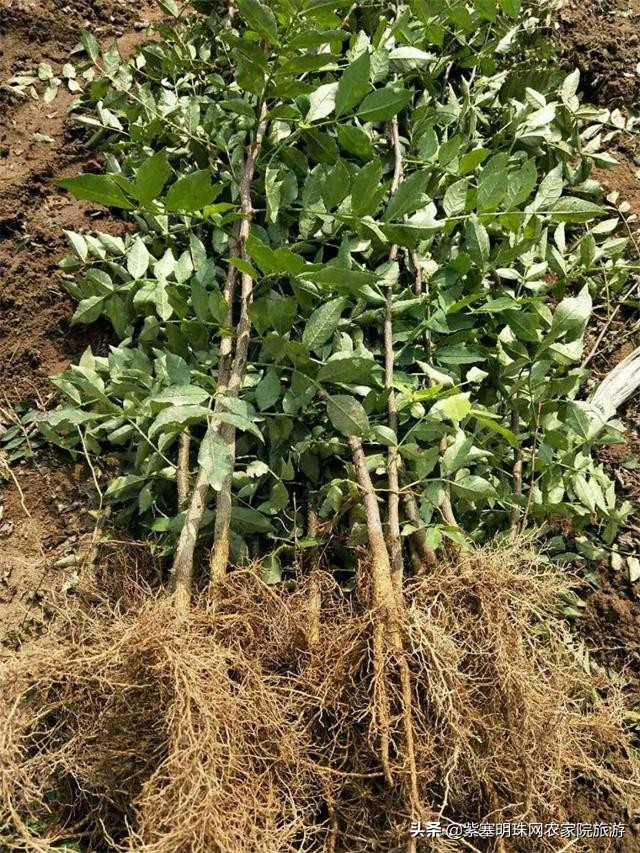 平度苗木基地桃树苗,山东日照苗木种植基地桃树苗