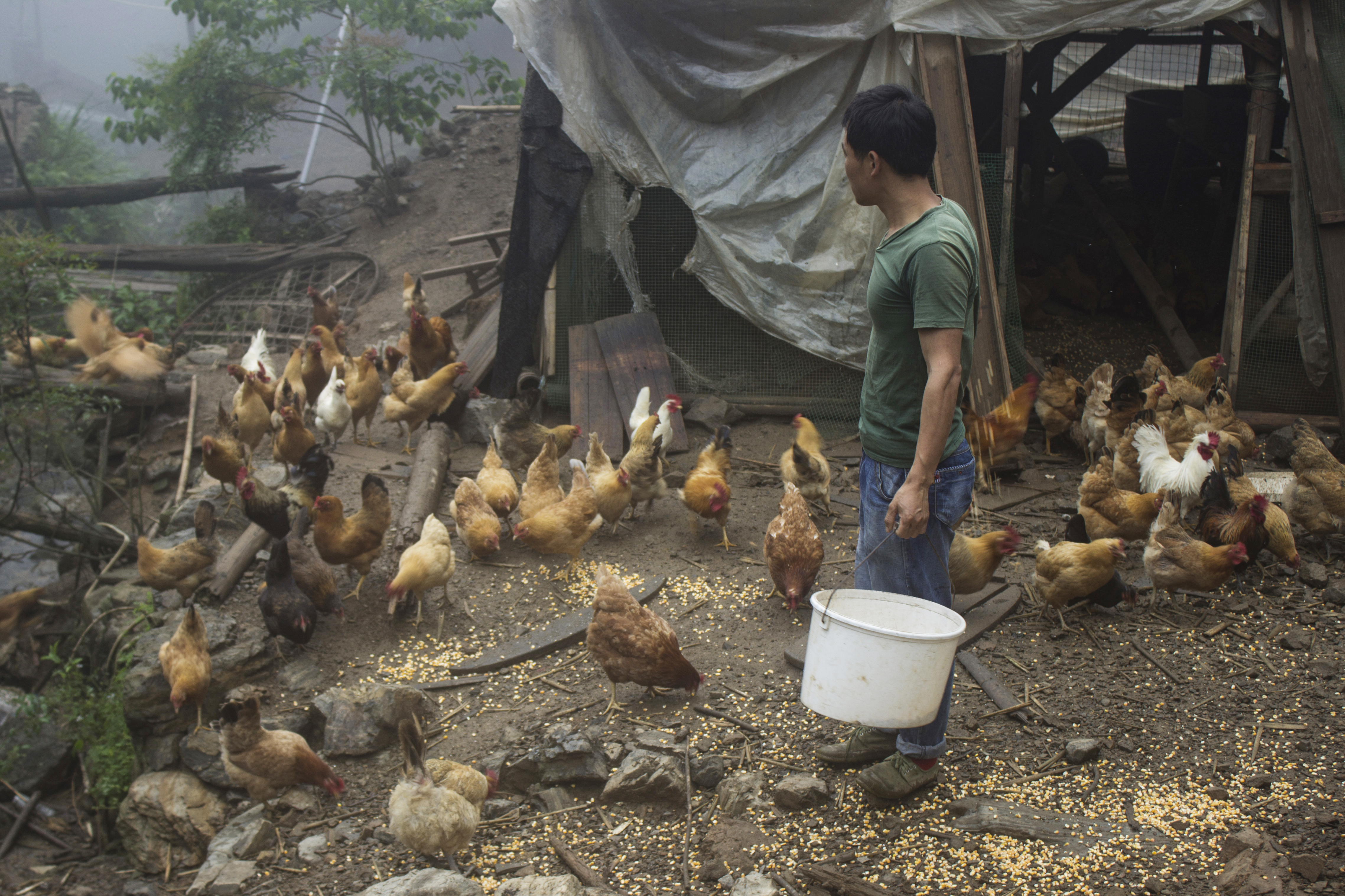 土鸡养殖技术一年挣多少钱,土鸡怎么养殖最赚钱