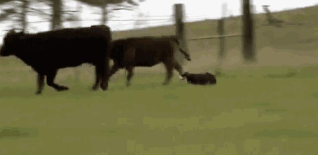 断尾柯基跟没断尾柯基见面,短尾柯基和有尾柯基哪个好看