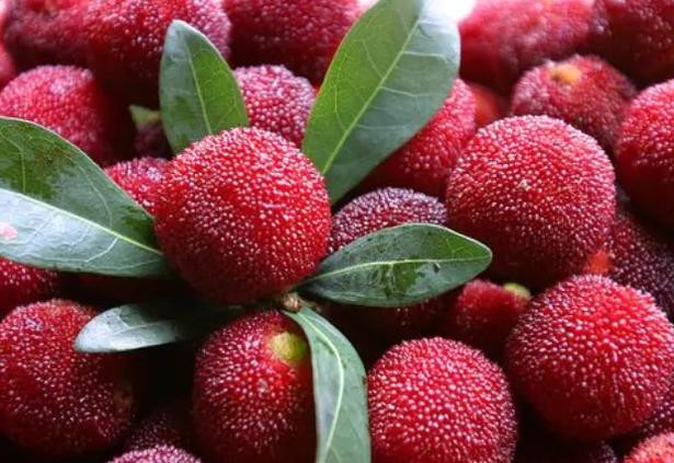 洗杨梅用面粉还是用盐,盐水泡杨梅虫子为什么会爬出来