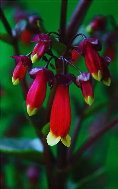 宫灯长寿花重瓣,小宫灯长寿花精品