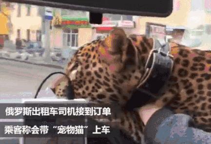 看看俄罗斯猫有多彪悍，徒手斗狗熊，单脚撕野狼！你是大佬我服了