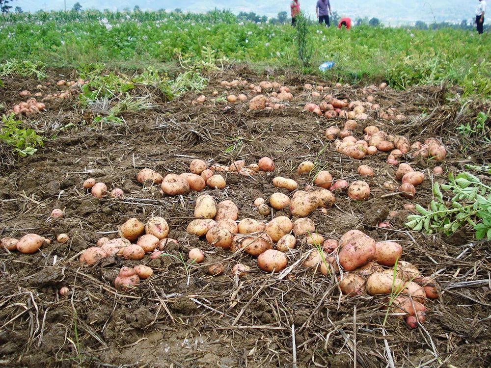 抓野兔被抓怎么处罚,男子抓野猪被民警抓