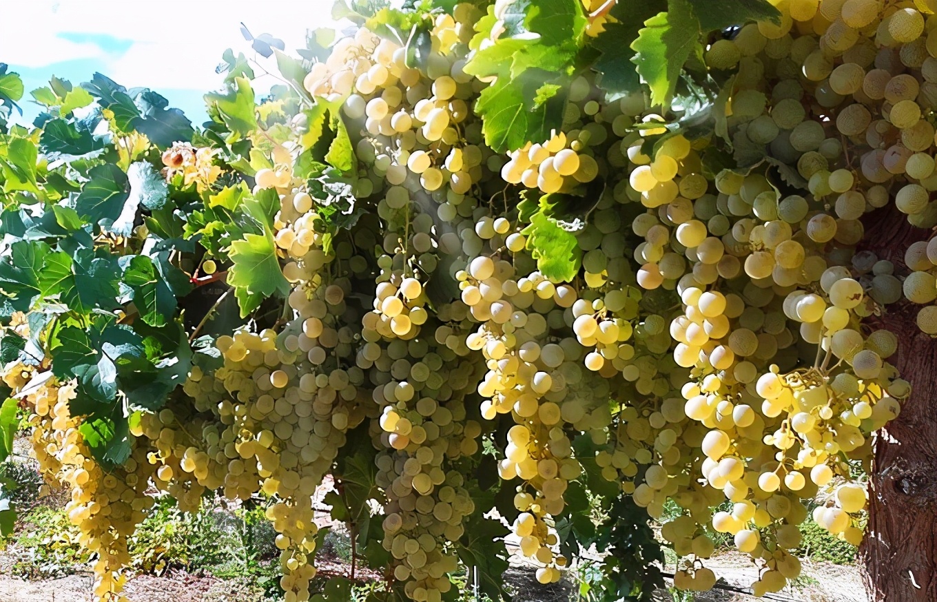 西班牙葡萄酒系列,西班牙葡萄酒大全