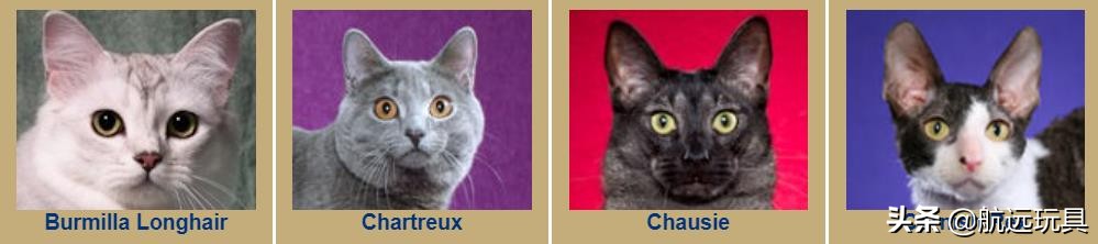 国际权威机构对猫咪的最全分类,猫咪分类大全