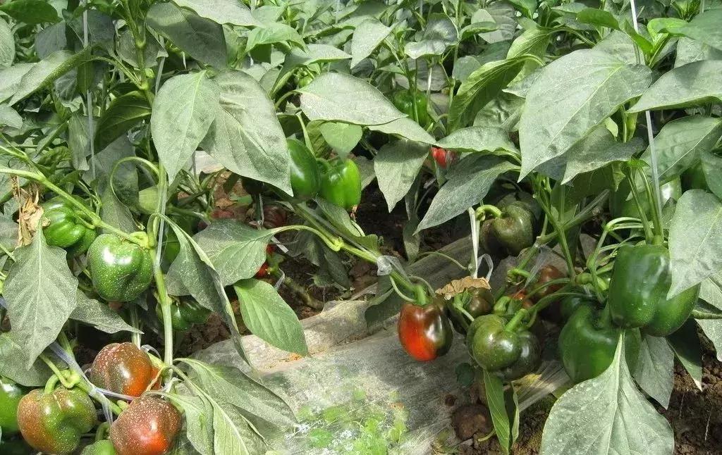 连续阴雨天大棚蔬菜要当心,连阴天气蔬菜怎么处理