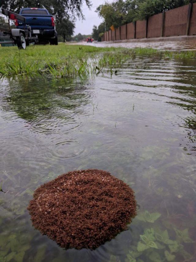 红火蚁侵入时的毒性是什么程度,红火蚁已入侵12省份专家支招