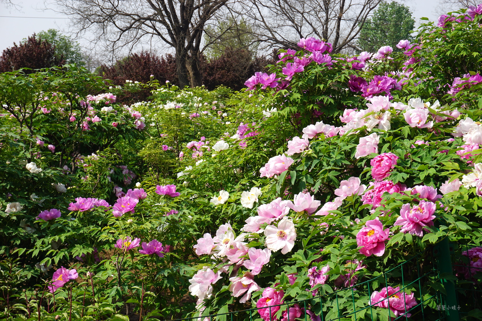 自驾游去洛阳看牡丹攻略,谁家牡丹甲天下