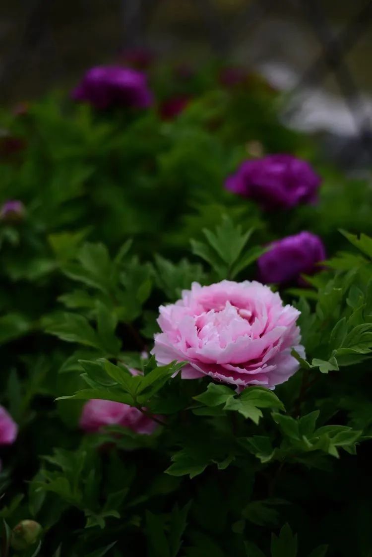 五一假期潍坊赏花踏青地推荐！这8个小众的绝美之地，一定要去走一走啊...