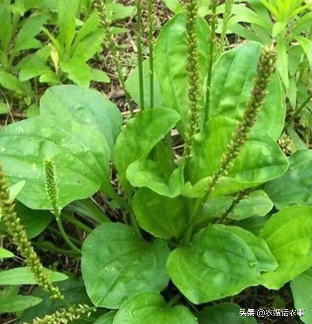 车前种什么草治便秘,车前草可以治便秘功效与作用