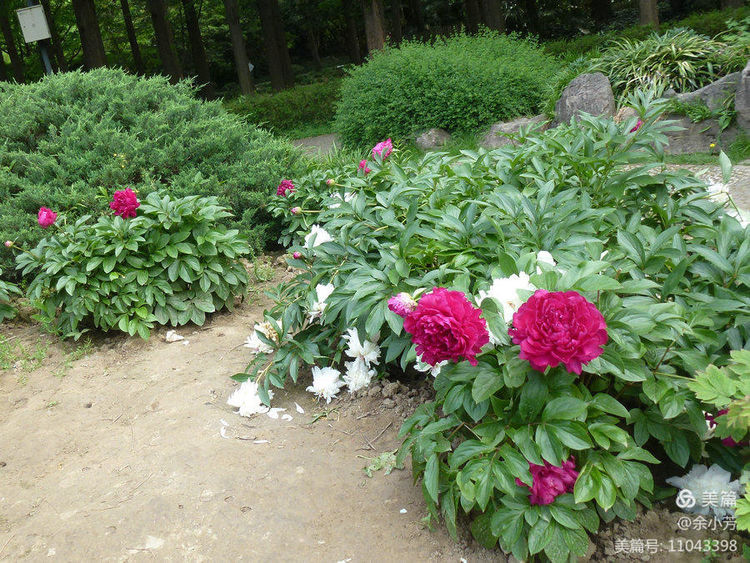 上海中山公园介绍,上海中山公园