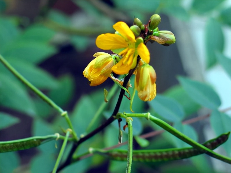 蛇灭门真的能驱蛇吗,蛇灭门种子能驱蛇吗