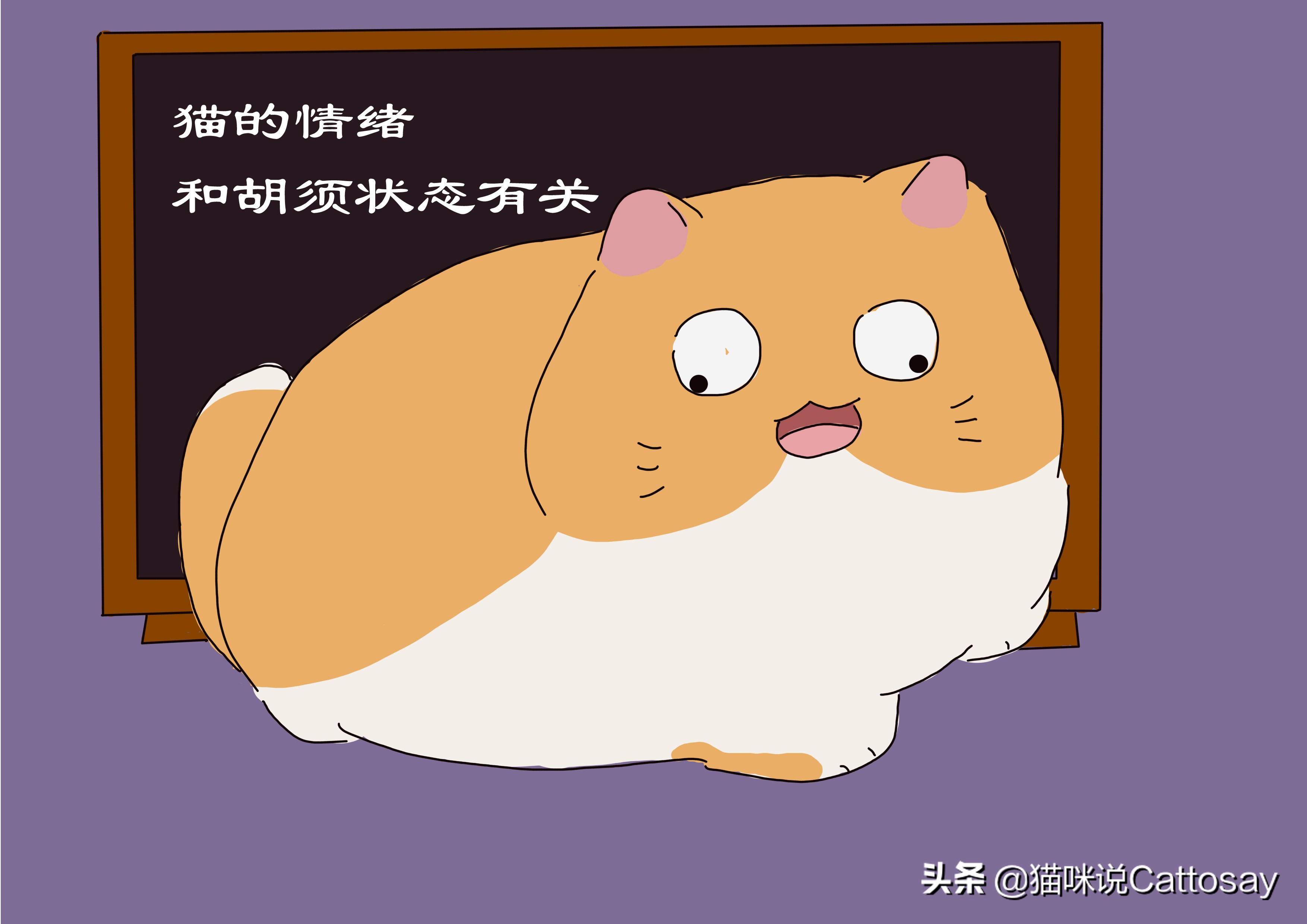 为啥猫咪的行为只有铲屎官懂 (根据猫咪胡须观察状态)