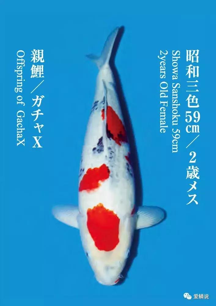 鲤界“老司机”的干货分享，少走弯路