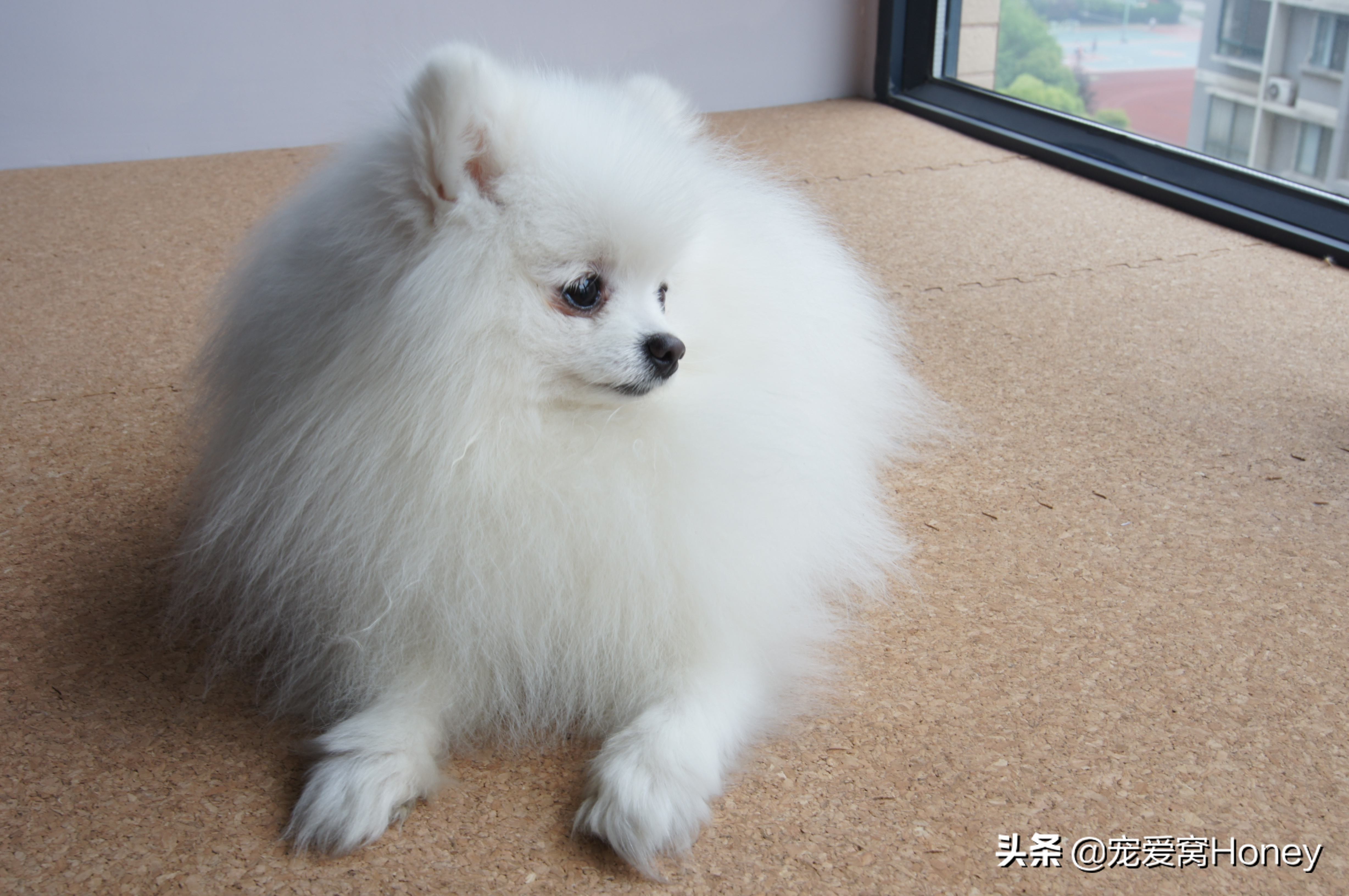 博美狗狗生病特效药,博美狗狗得了细小该怎么治