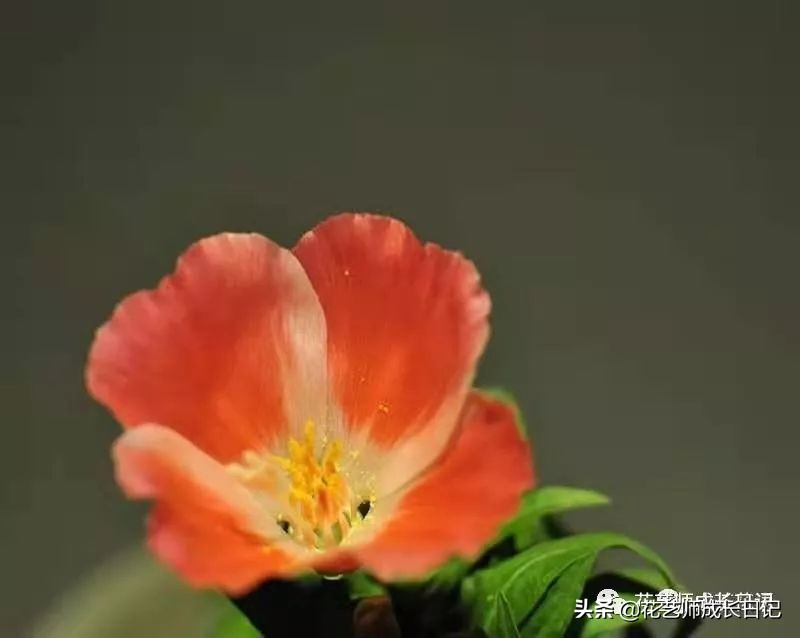 10种在花镜设计中常用的紫色花卉,南方适合做花境的花卉种类