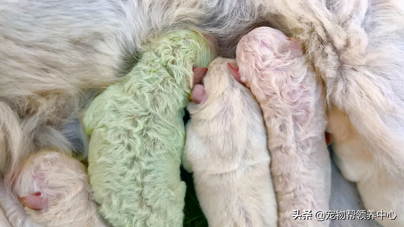 幼犬绿色稀的便便什么原因,幼犬出生1个月毛为什么会变色