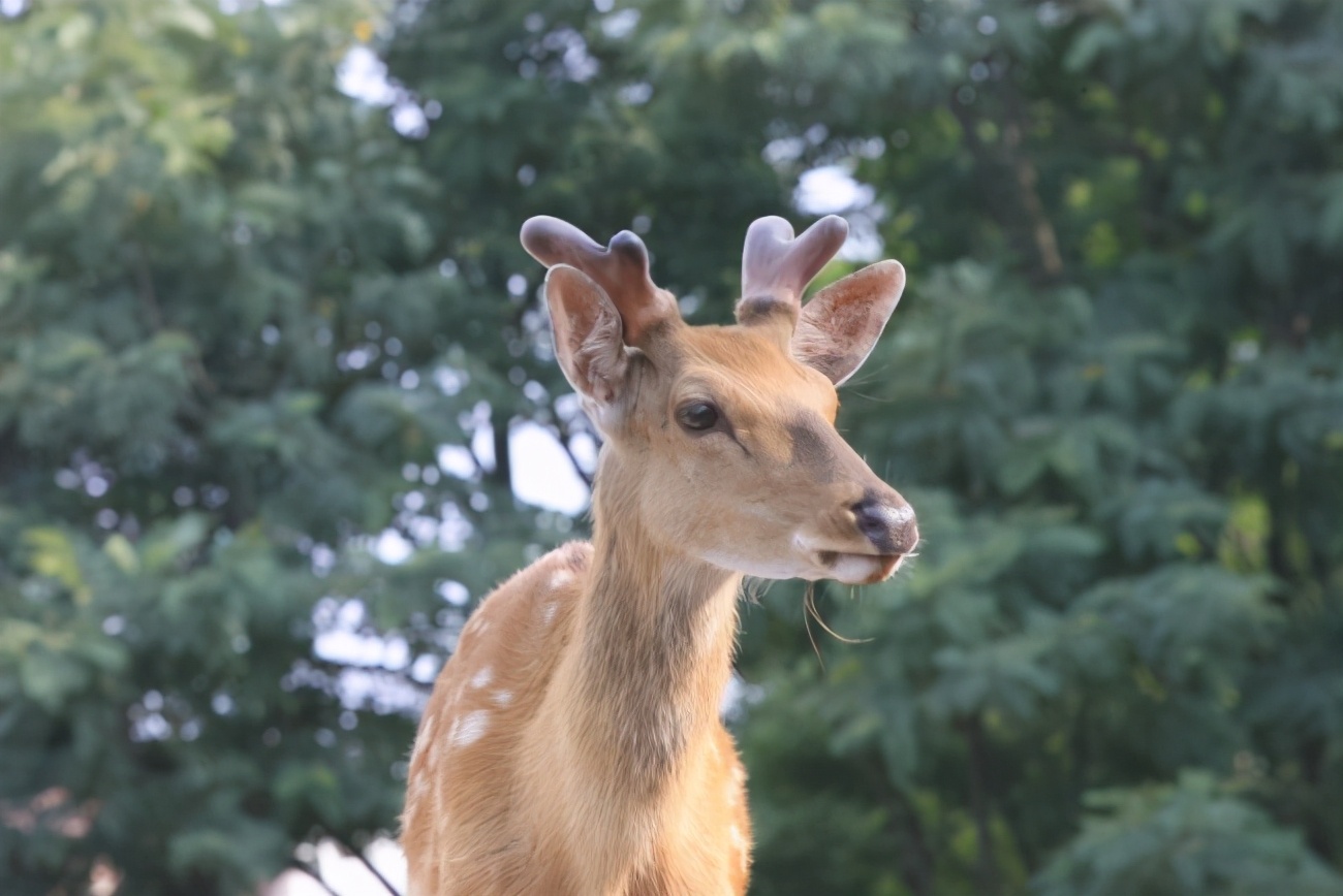 梅花鹿为什么夏天才有斑点,梅花鹿怎么没长鹿茸