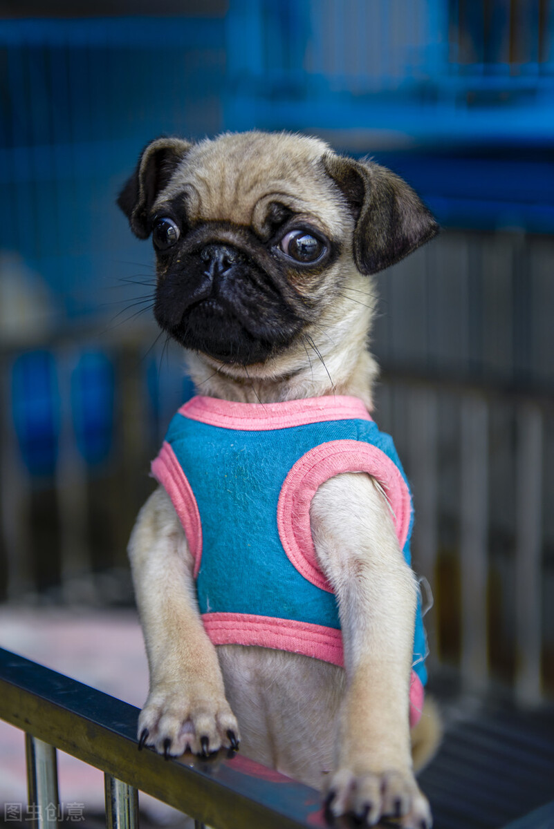 巴哥犬好养吗养巴哥犬的注意事项,八哥犬和巴哥犬有什么区别呢