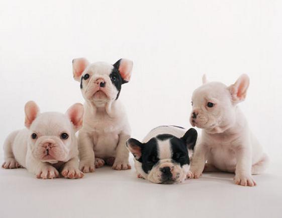 法国斗牛犬有什么优缺点要怎么养,纯种的法国斗牛犬大概要多少钱