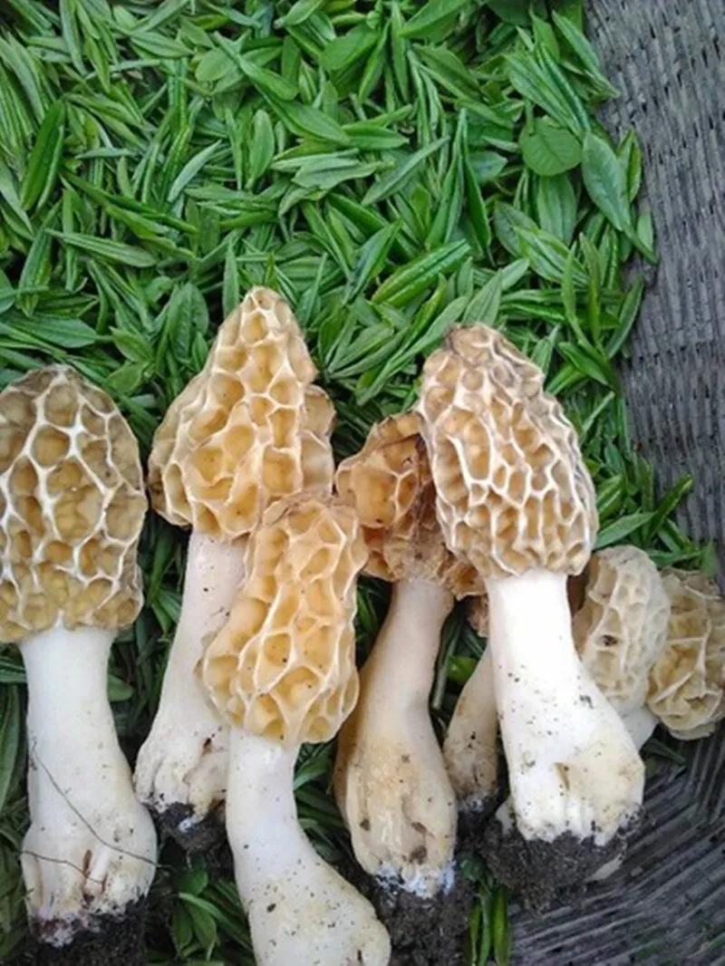 礼县秦皇故里景点,礼县秦文化特产