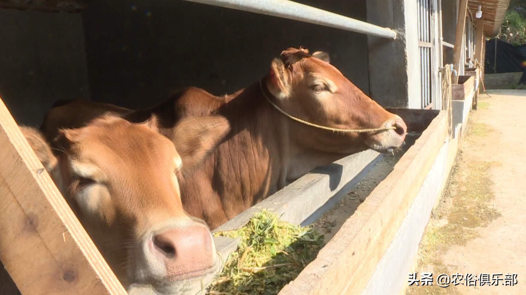 养牛和养羊哪个好养哪个挣钱,养羊和养牛哪个更赚钱前途好