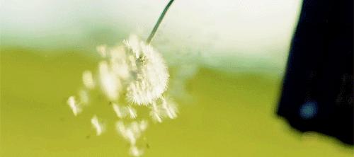 3斤枸杞不如1两它,天然青霉素,每天喝一杯,抵抗力强10倍