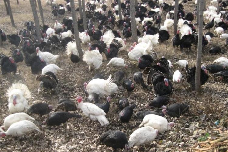 火鸡的养殖技术及方法,火鸡的养殖技术