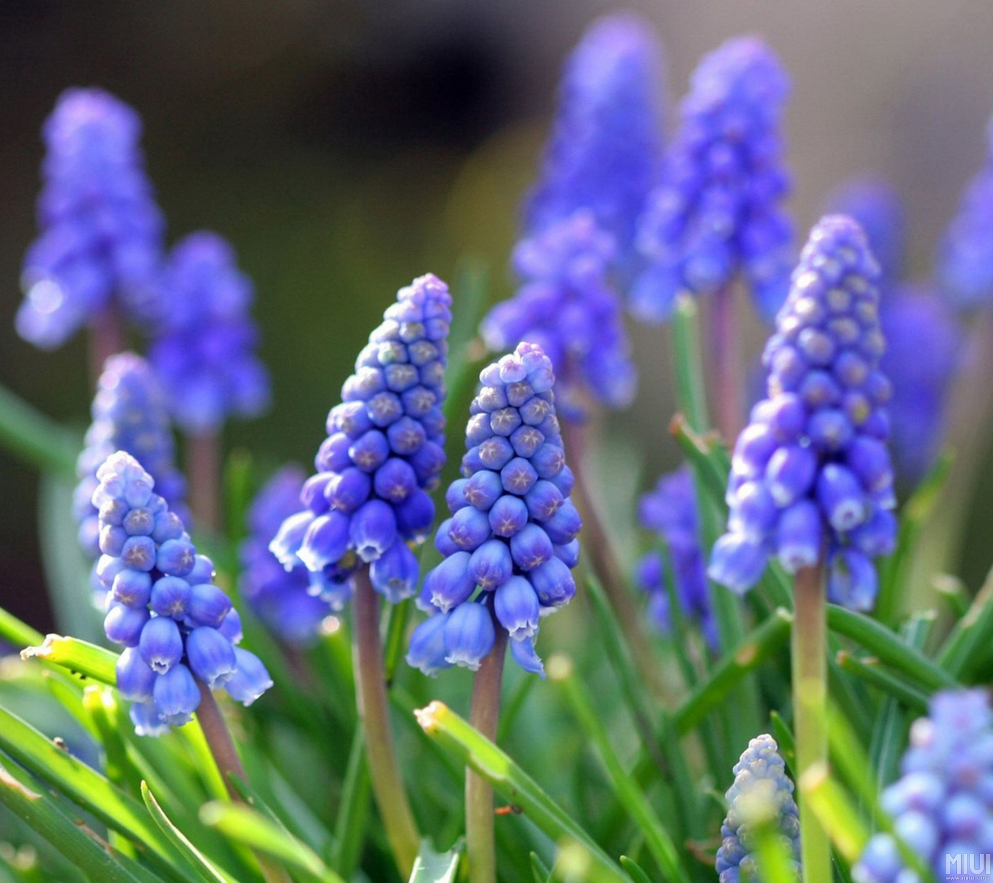 风信子开完花后可以栽培吗,风信子开完花后能剪掉吗