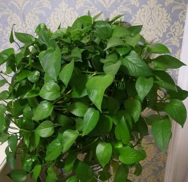 绿萝怎么养成叶片大,绿萝如何让叶片油绿发亮