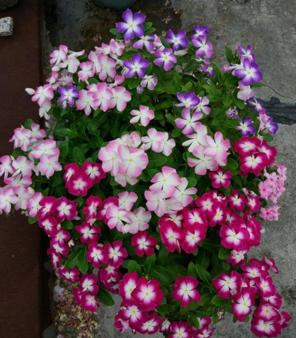 9月份长春花怎么养爆盆,长春花怎样才能让它开花爆盆