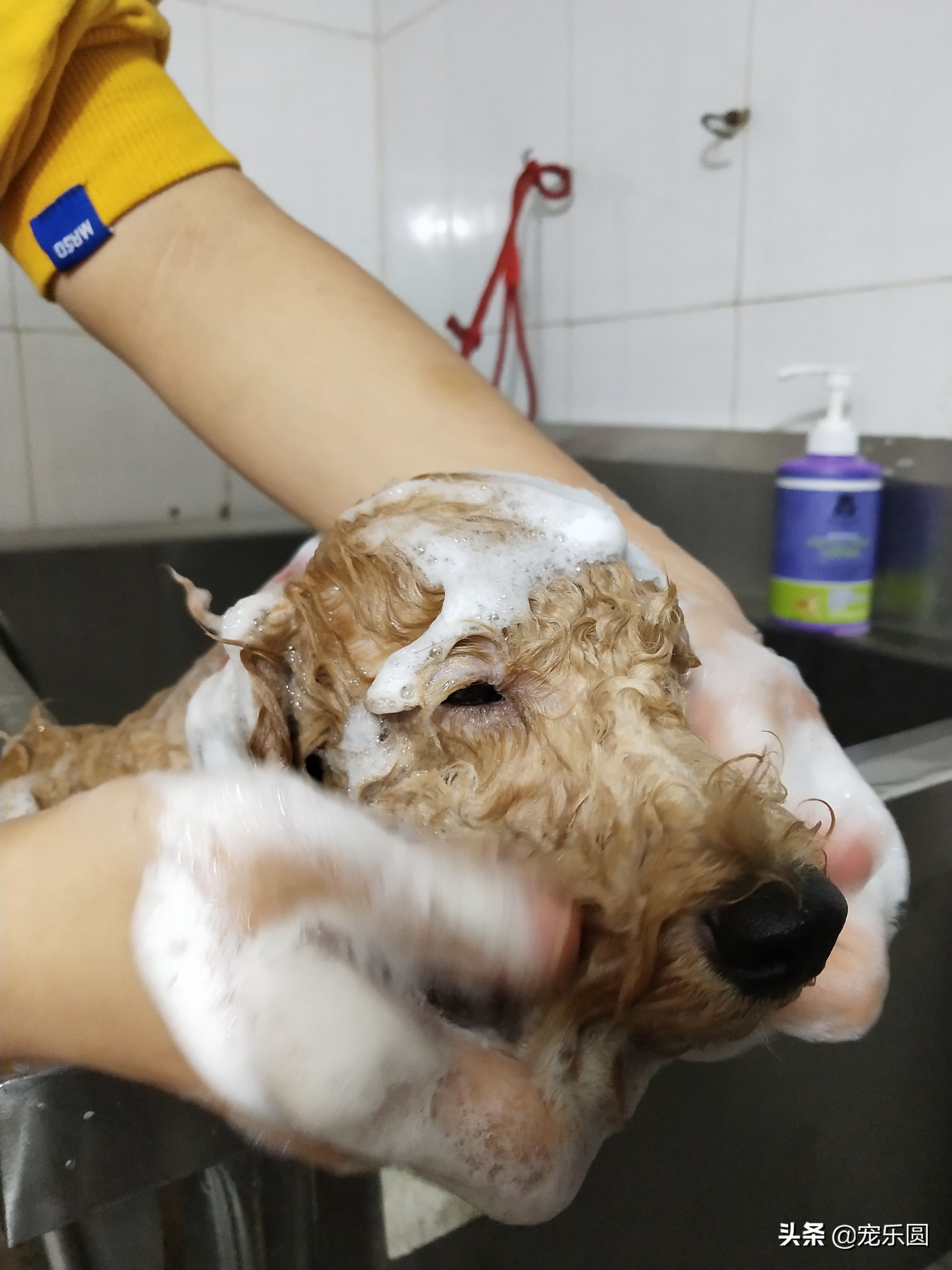 狗女来大姨妈了，铲屎官们知道要怎么处理吗？