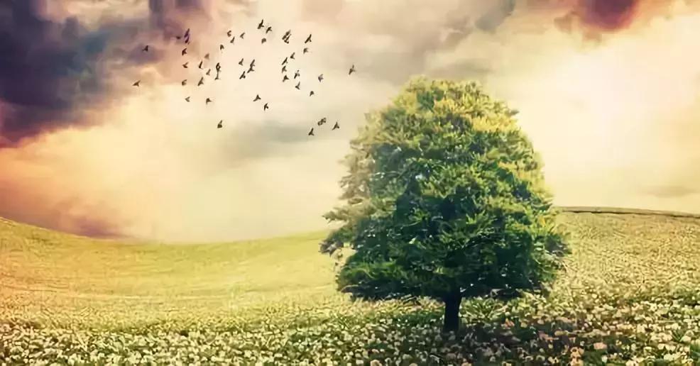 夜读《坛经》不知晓——《禅是纯生命》第二篇之十四