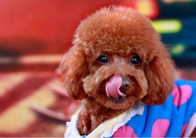 泰迪犬若有这4个行为,泰迪犬的动作意思