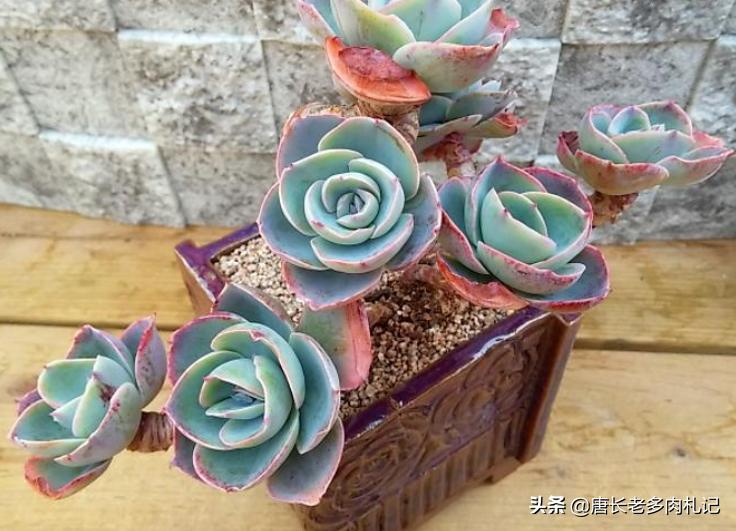 有一种神秘的多肉叫达芬奇密码，它的叶片卷卷的，出状态则仙仙的