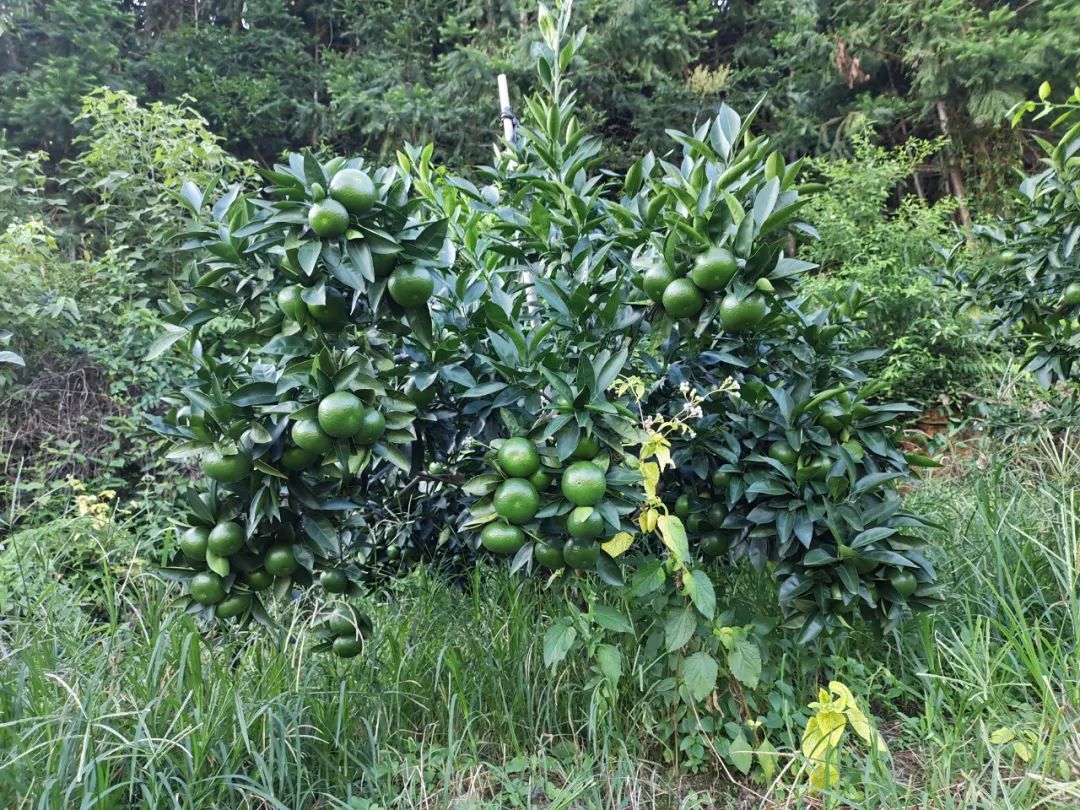 柑橘膨果最需要哪几种元素,柑橘大小果有办法补救吗