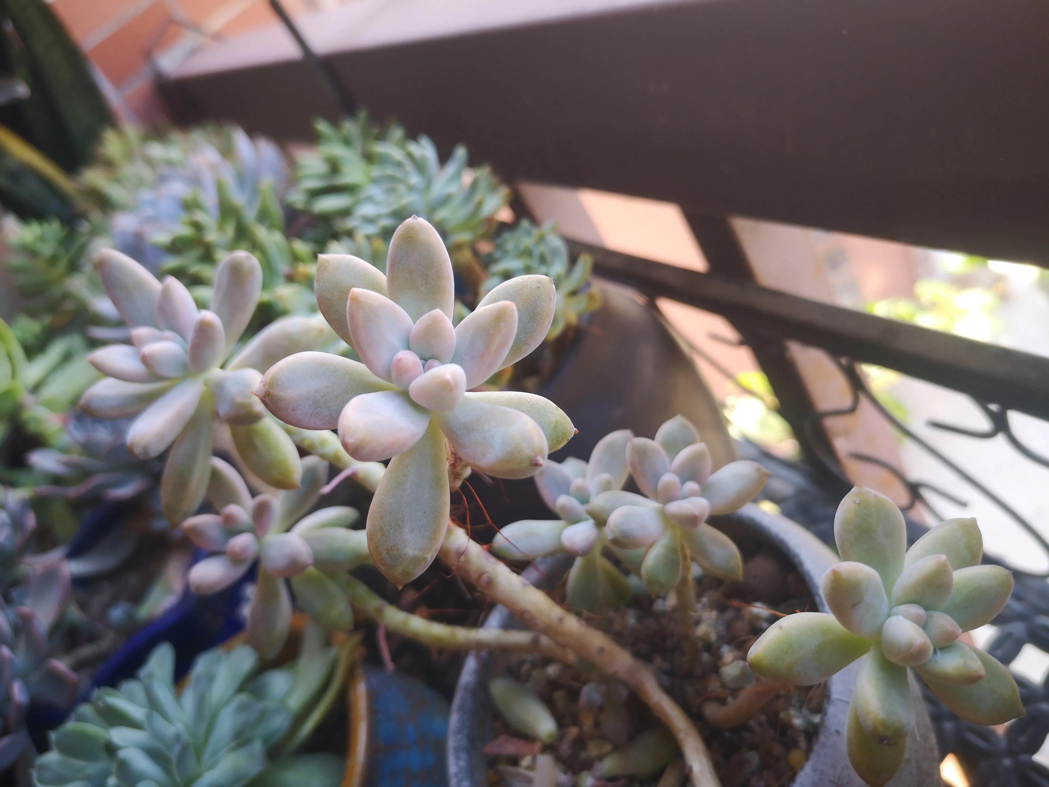 离家半个月叶插的多肉怎么办,离家一周的多肉