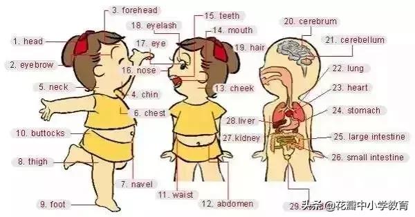 这36张图包含了中学英语所有生活用词,太全了,收藏起来