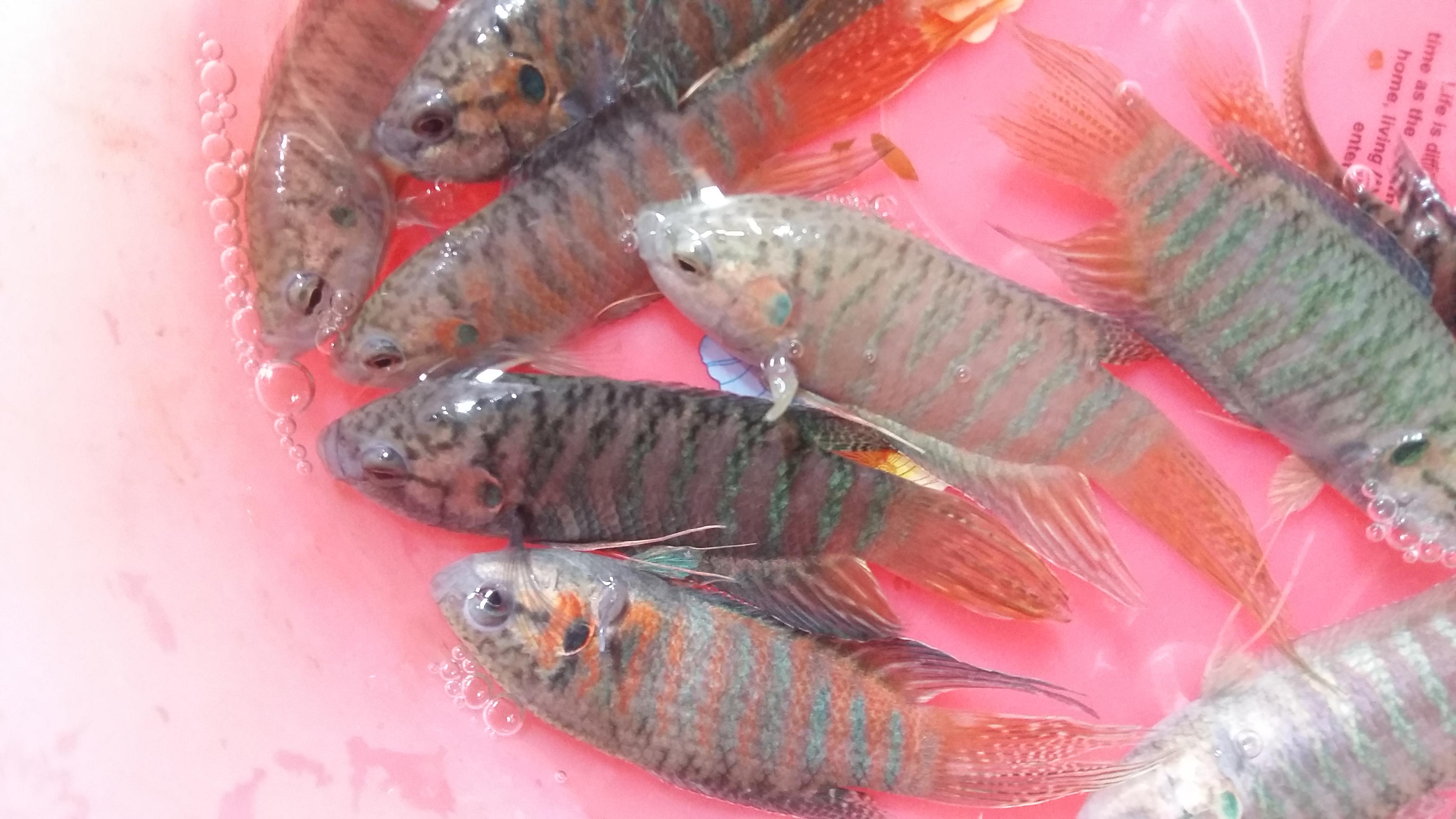 中国斗鱼应该怎么养出状态,中国斗鱼怎么养才漂亮视频