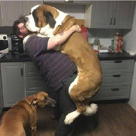 大型犬要抱抱是为啥,可爱的大型犬求抱抱