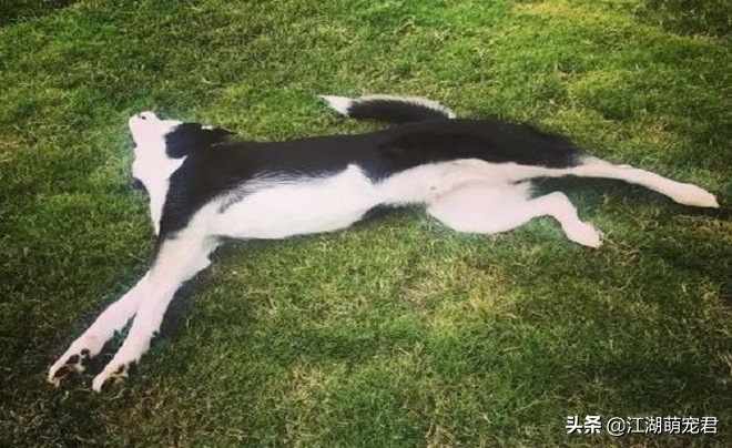 遛狗途中狗狗突然不肯走，不要生拉硬拽，可能是下面5个原因