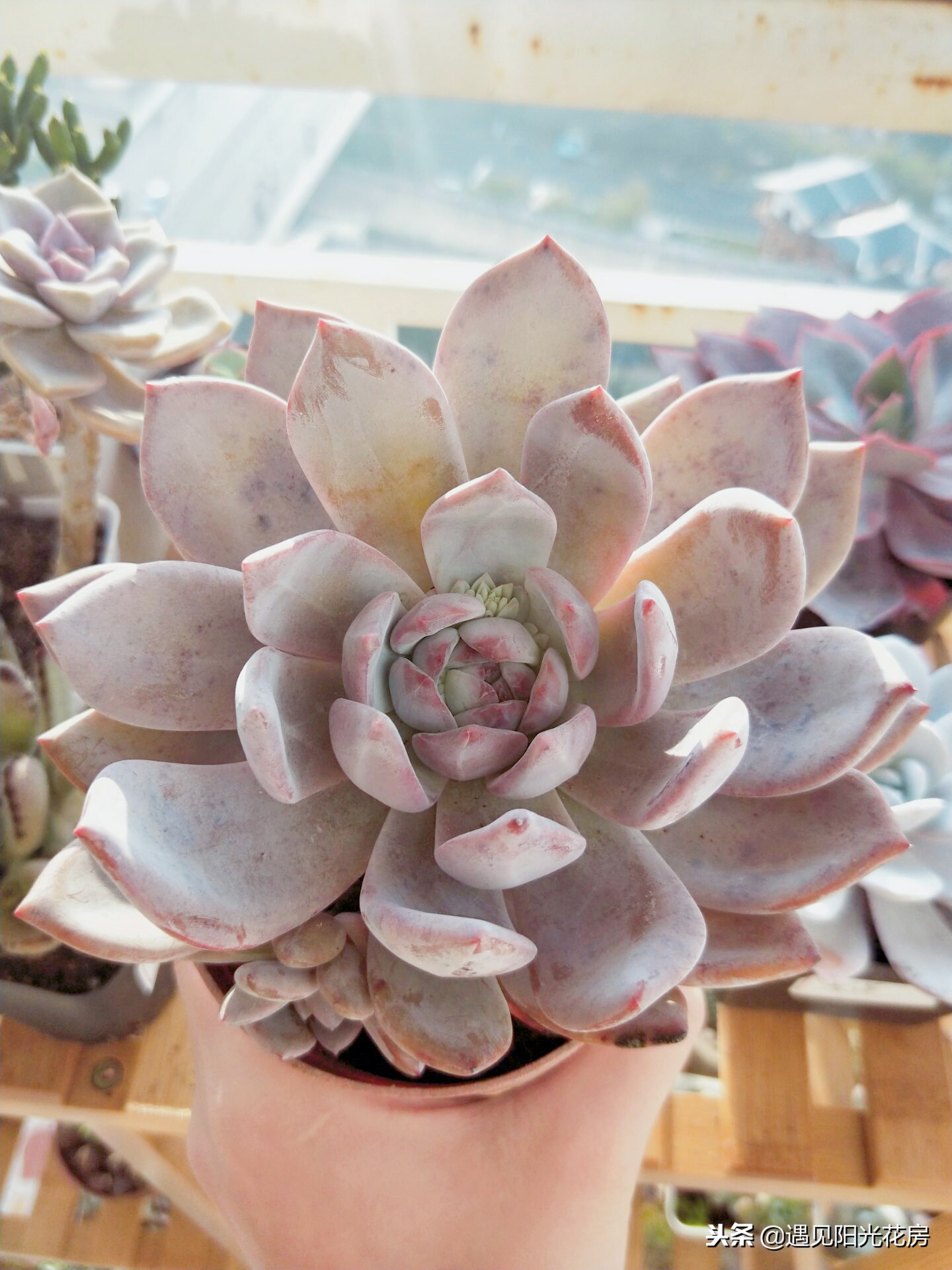 多肉芙蓉雪莲出状态,多肉芙蓉雪莲长侧芽怎么处理掉呢