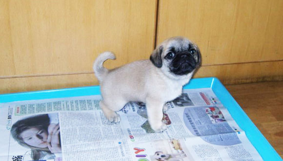 狗狗在家乱拉便便怎么办,怎么训练狗狗在家里定点上厕所