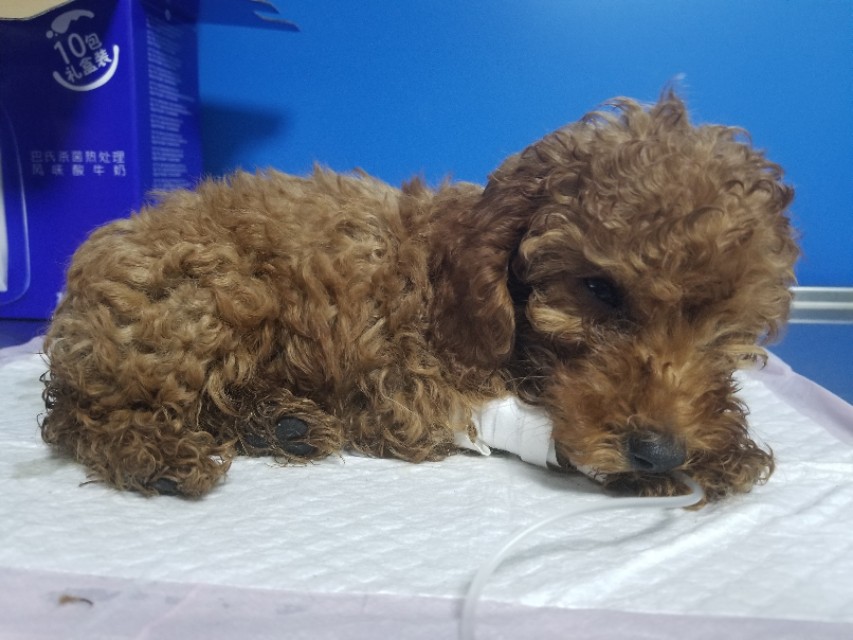 泰迪幼犬得细小了还能救活吗,泰迪幼犬得了细小治愈的可能性