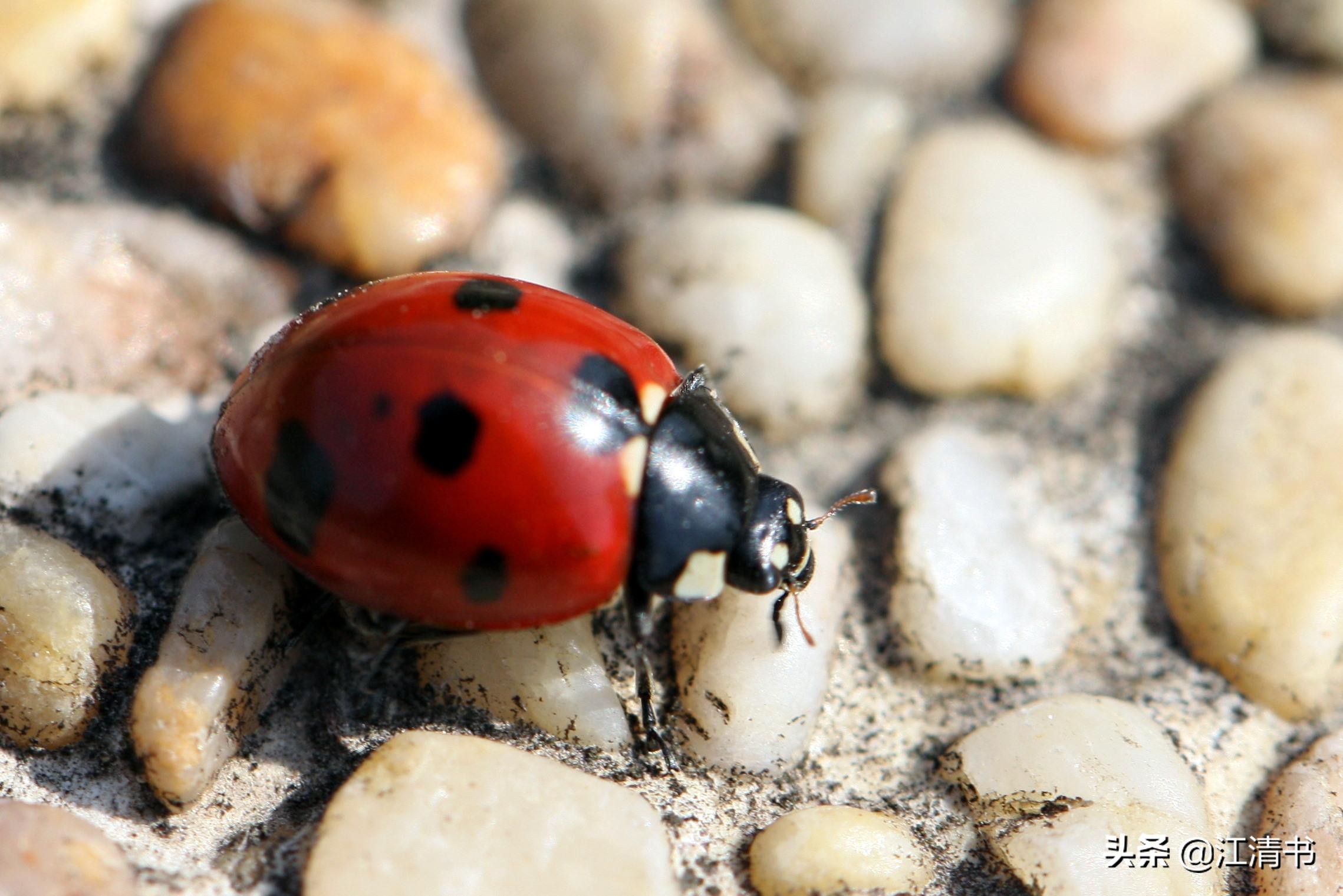 七星瓢虫能带来好运吗,七星瓢虫和二十四星瓢虫